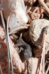 Sceloporus cowlesi