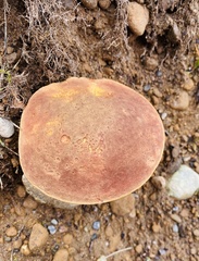 Xerocomellus atropurpureus