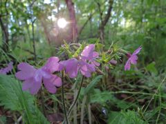 Primula sieboldii