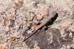 Sceloporus tristichus
