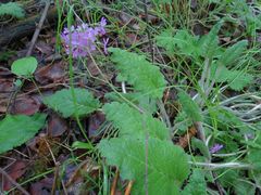 Primula sieboldii