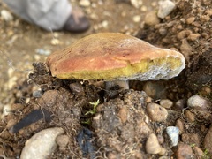 Xerocomellus atropurpureus