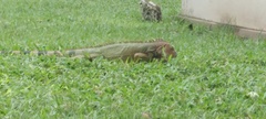 Iguana iguana