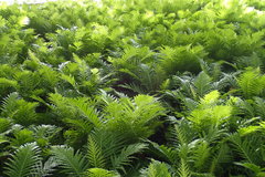 Blechnum gibbum