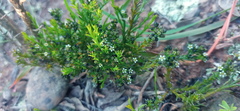 Thesium nigroperianthum