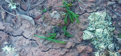 Thesium nigroperianthum