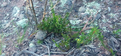 Thesium nigroperianthum