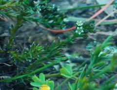 Thesium nigroperianthum