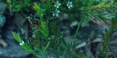 Thesium nigroperianthum