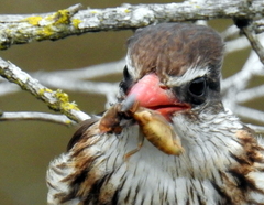 Gryllotalpa africana