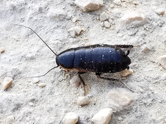 Loboptera canariensis