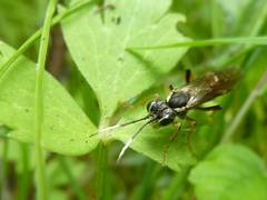 Tenthredo ferruginea