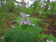 Viola acuminata