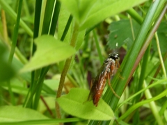 Tenthredo ferruginea