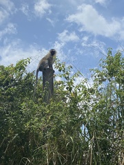 Chlorocebus tantalus