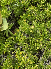 Borrichia arborescens