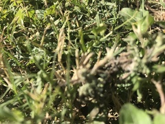 Bouteloua dactyloides