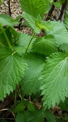 Urtica dioica