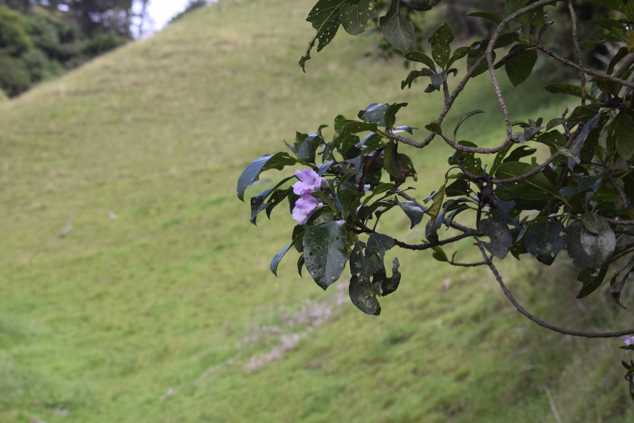 Delostoma integrifolium image