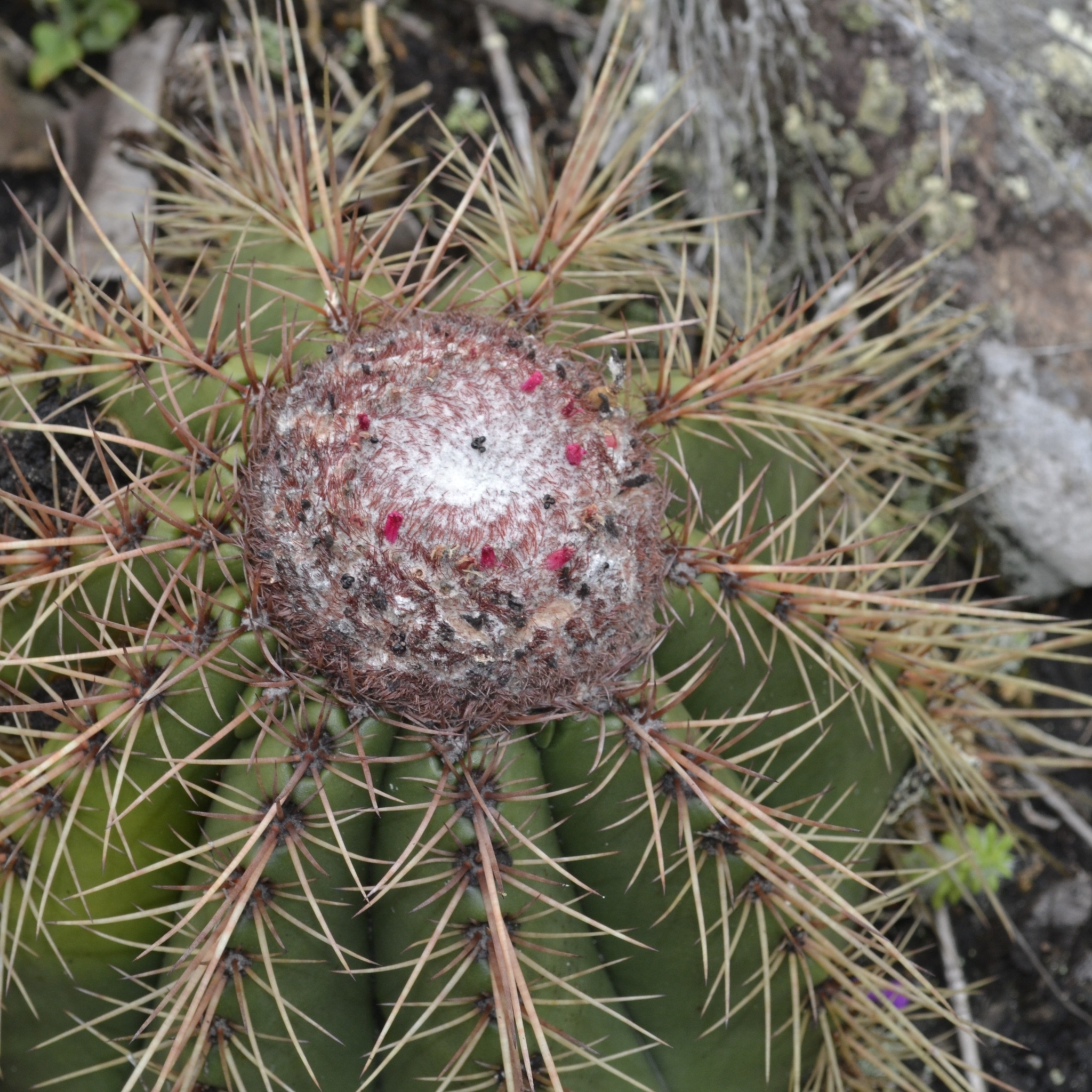 Melocactus ernestii