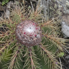 Melocactus ernestii
