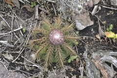 Melocactus ernestii