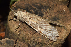 Strigocossus