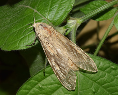 Strigocossus