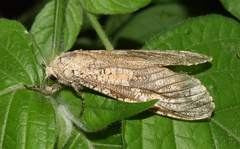 Strigocossus