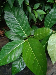 Ficus septica