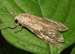 Strigocossus