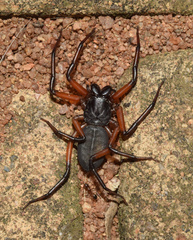 Platyoides walteri