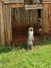 Chlorocebus tantalus