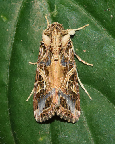 Mediterranean Brocade