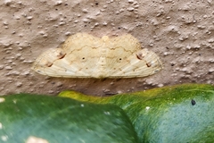 Scopula addictaria