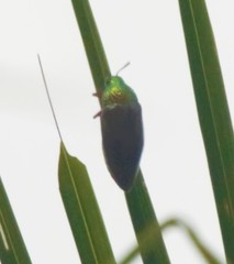 Sternocera chrysis