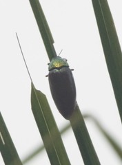 Sternocera chrysis