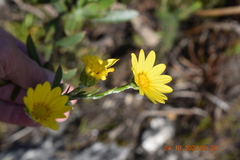 Osteospermum junceum