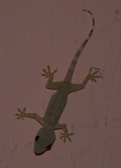 Hemidactylus flaviviridis