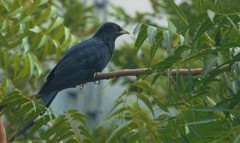 Eudynamys scolopaceus