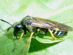 Tenthredo koehleri