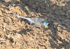 Diplacodes trivialis