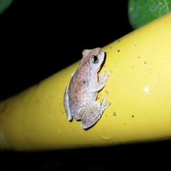 Exerodonta smaragdina