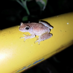 Exerodonta smaragdina