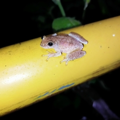 Exerodonta smaragdina