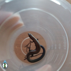 Plestiodon callicephalus