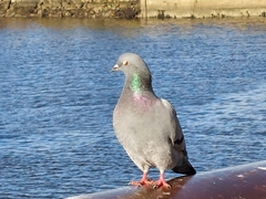 Columba livia domestica