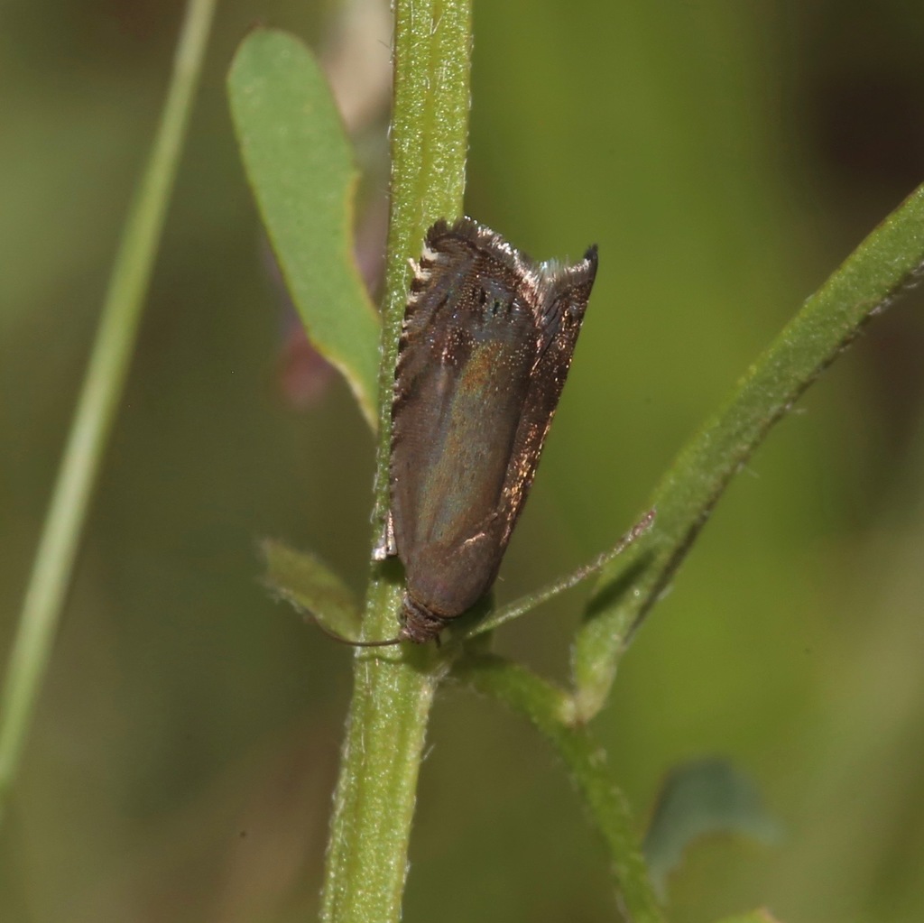 Pea Moth