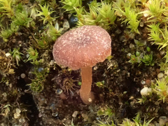 Omphalina galericolor