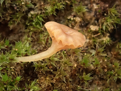 Omphalina galericolor